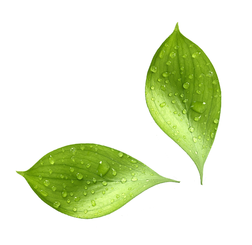 Water Drop Leaf PNG Image High Quality Transparent PNG Image