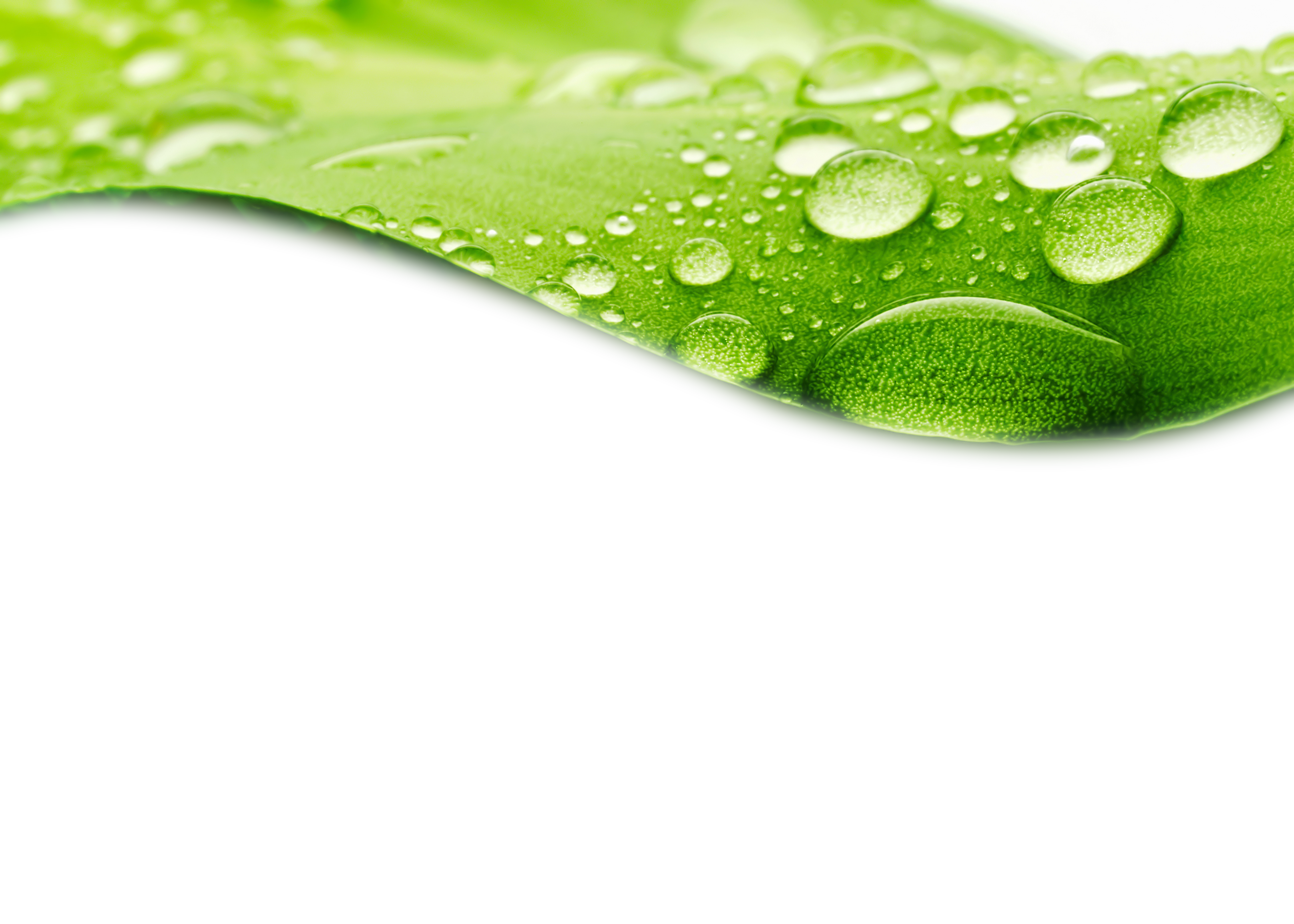 Water Drop Leaf Download Free Image Transparent PNG Image