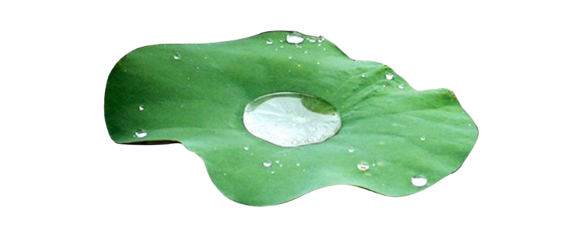 Water Drop Leaf Free Clipart HQ Transparent PNG Image