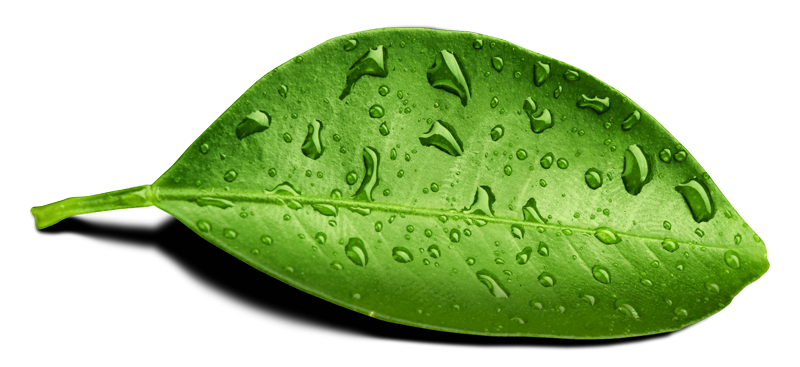 Water Drop Leaf PNG File HD Transparent PNG Image