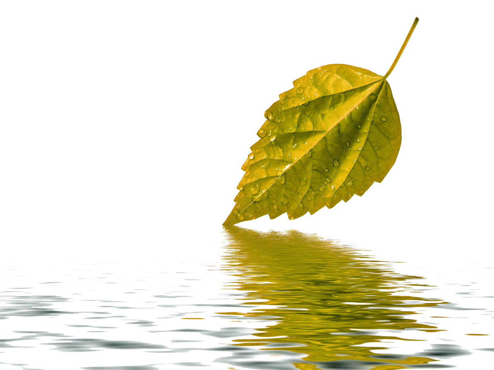 Water Drop Leaf Free Photo Transparent PNG Image