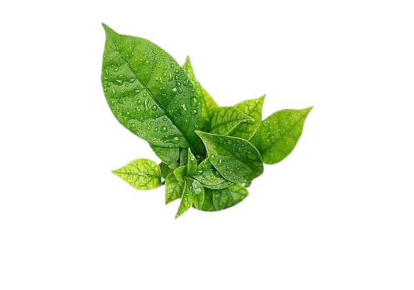 Water Drop Leaf PNG File HD Transparent PNG Image