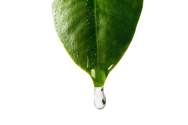 Water Leaf Tree Download HQ Transparent PNG Image