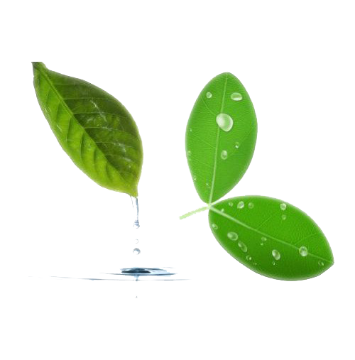 Water Leaf Tree PNG Image High Quality Transparent PNG Image