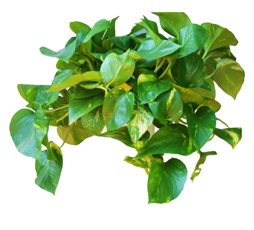 Leaves Green Ivy Hanging PNG File HD Transparent PNG Image