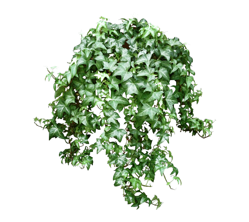 Photos Leaves Green Ivy Hanging Transparent PNG Image