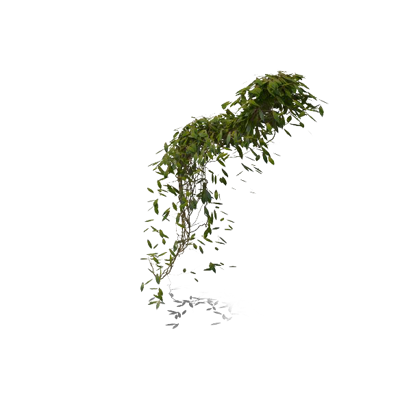 Leaves Pic Green Ivy Hanging Transparent PNG Image