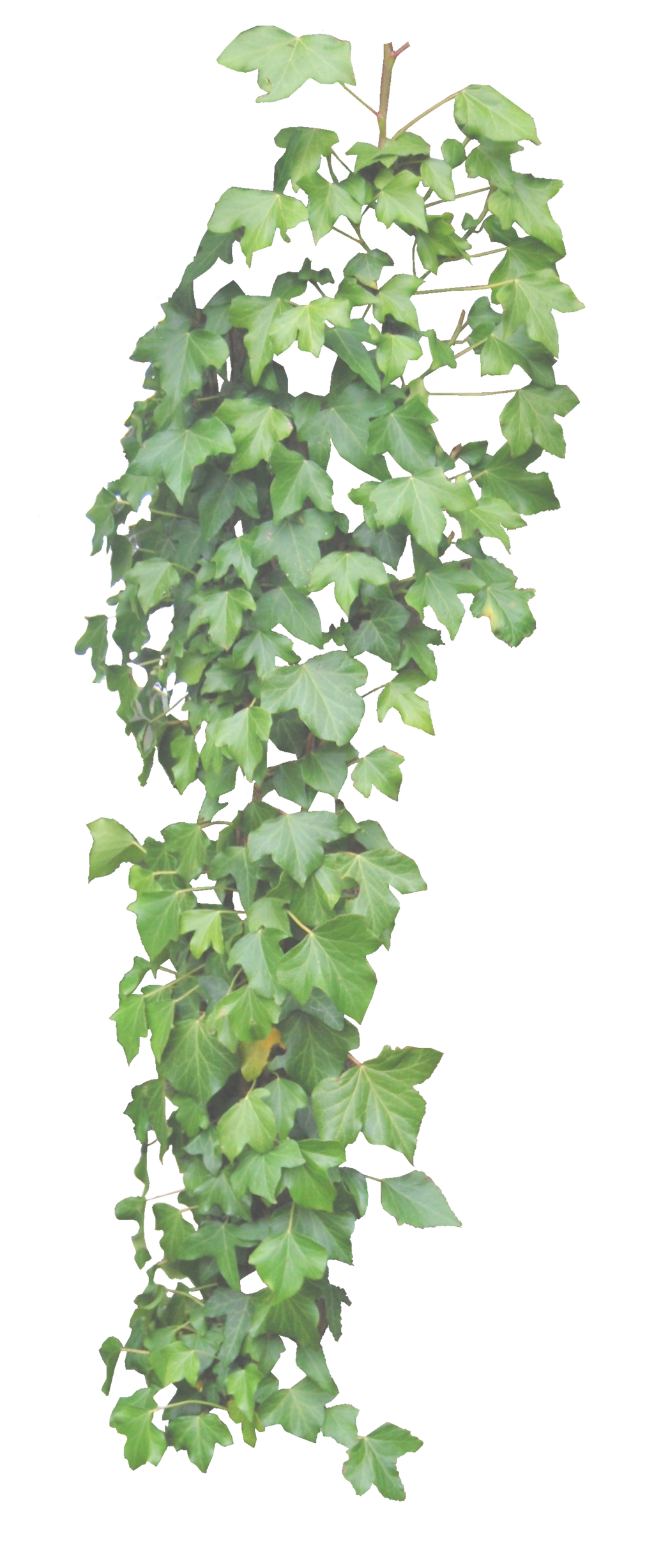 Leaves Green Ivy Hanging Free Download PNG HD Transparent PNG Image