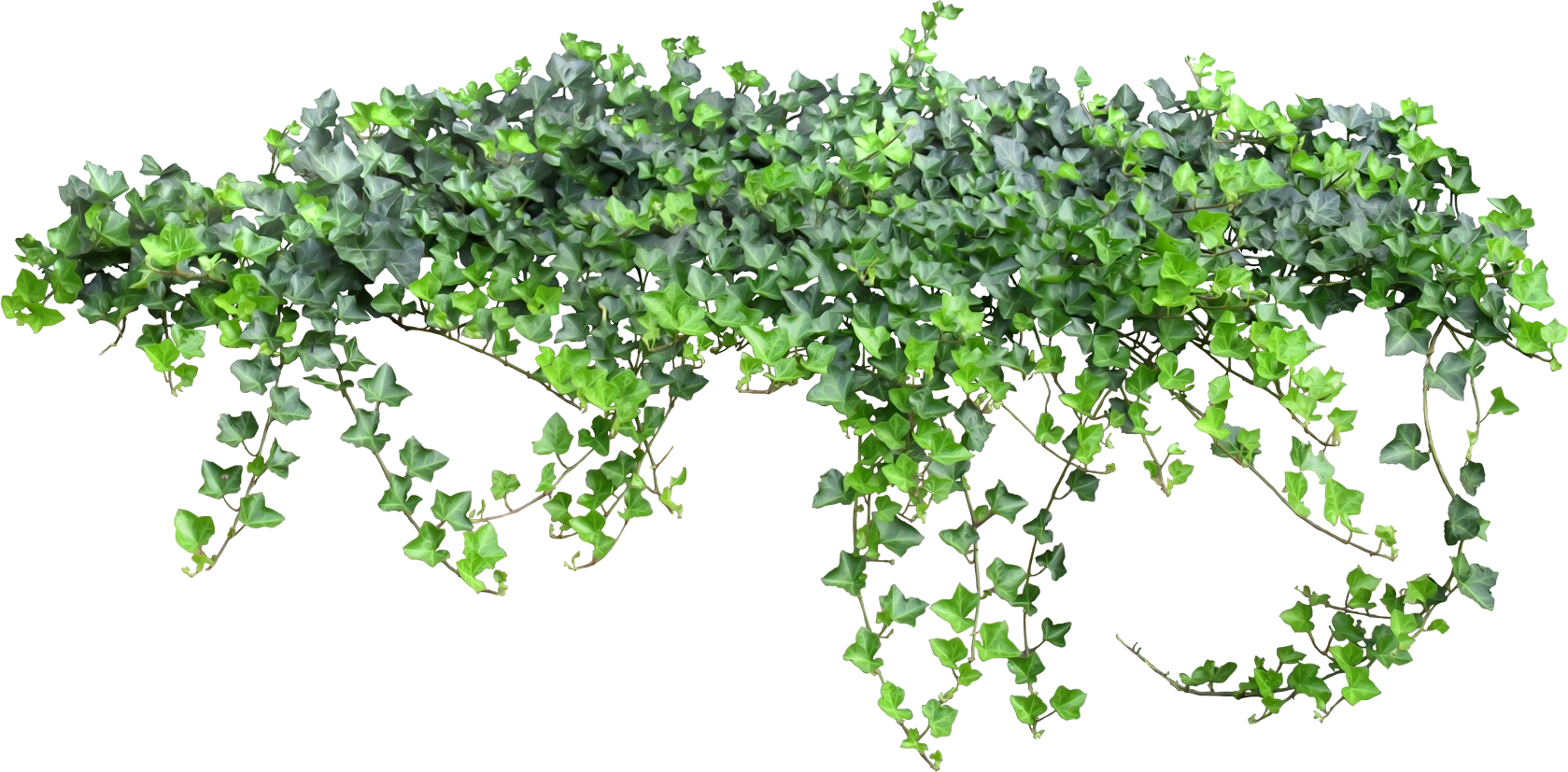 Ivy Hanging Download Free Image Transparent PNG Image