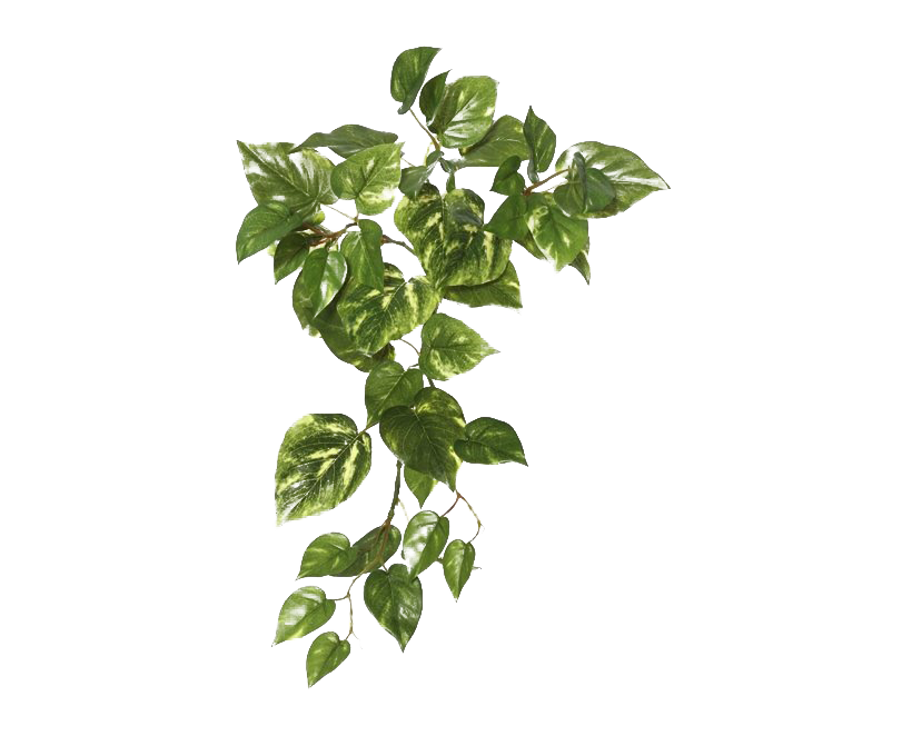 Ivy Hanging Download Free Image Transparent PNG Image