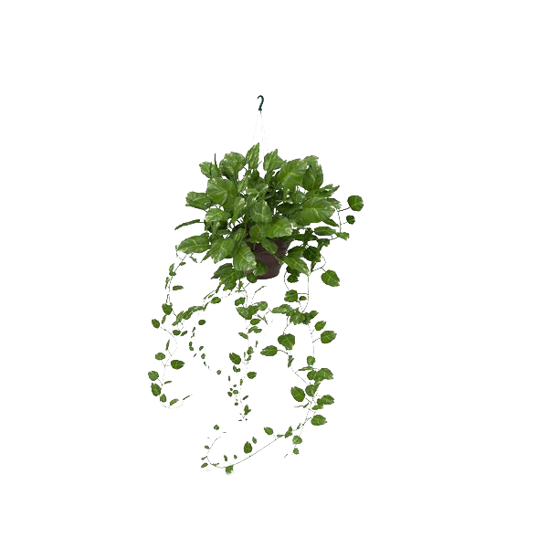 Pic Ivy Hanging PNG Image High Quality Transparent PNG Image