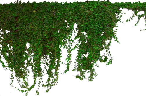 Picture Ivy Hanging PNG Free Photo Transparent PNG Image