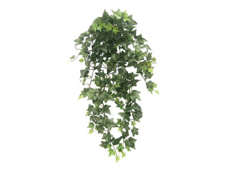 Picture Ivy Hanging HQ Image Free Transparent PNG Image