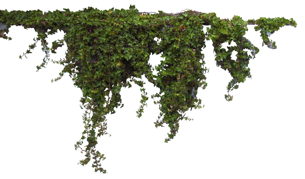 Ivy Hanging PNG Image High Quality Transparent PNG Image