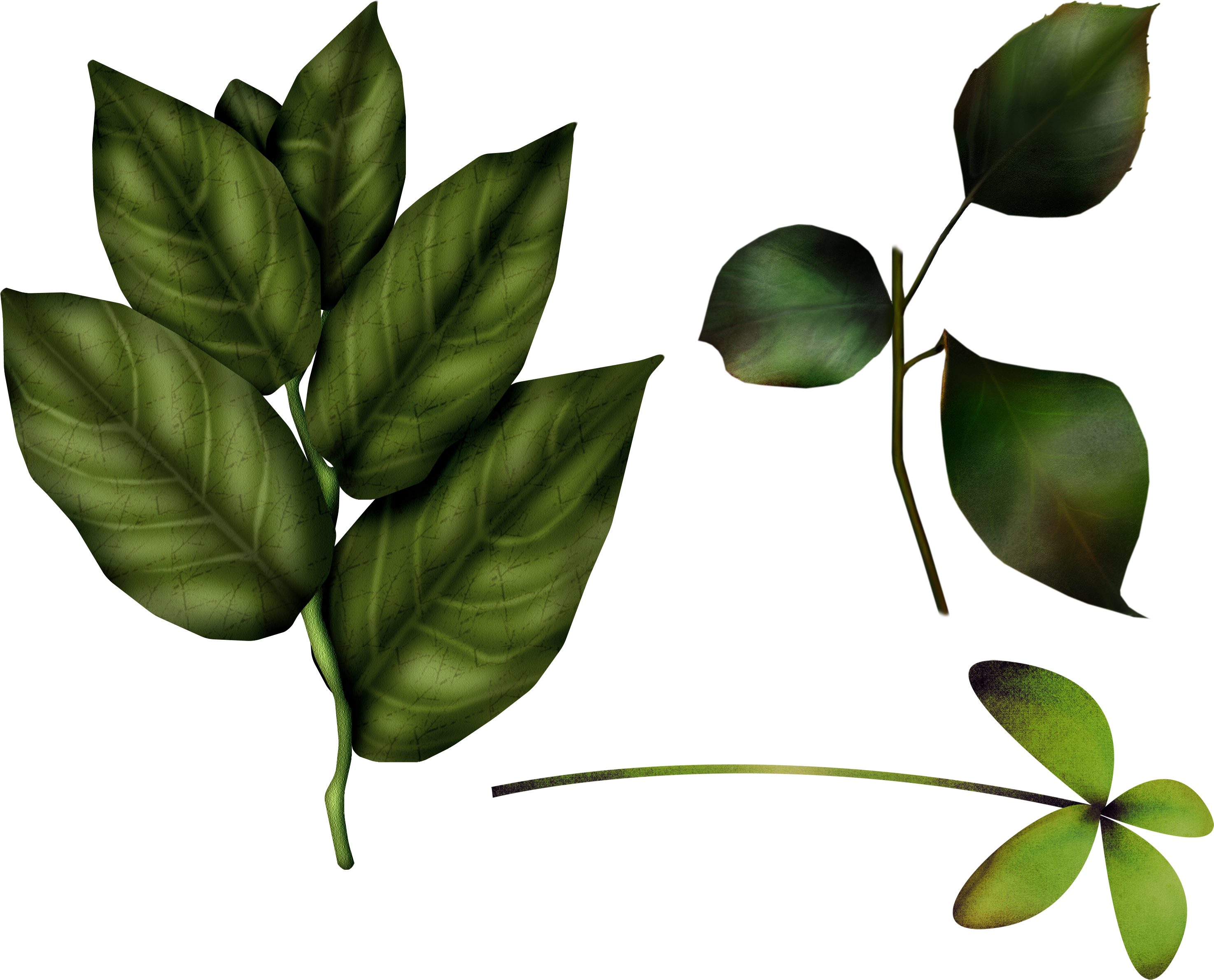 Fresh Leaves Green HD Image Free Transparent PNG Image