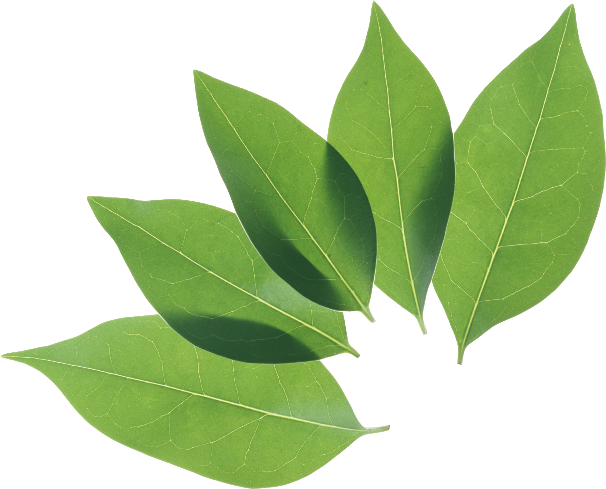 Fresh Leaves Green HD Image Free Transparent PNG Image