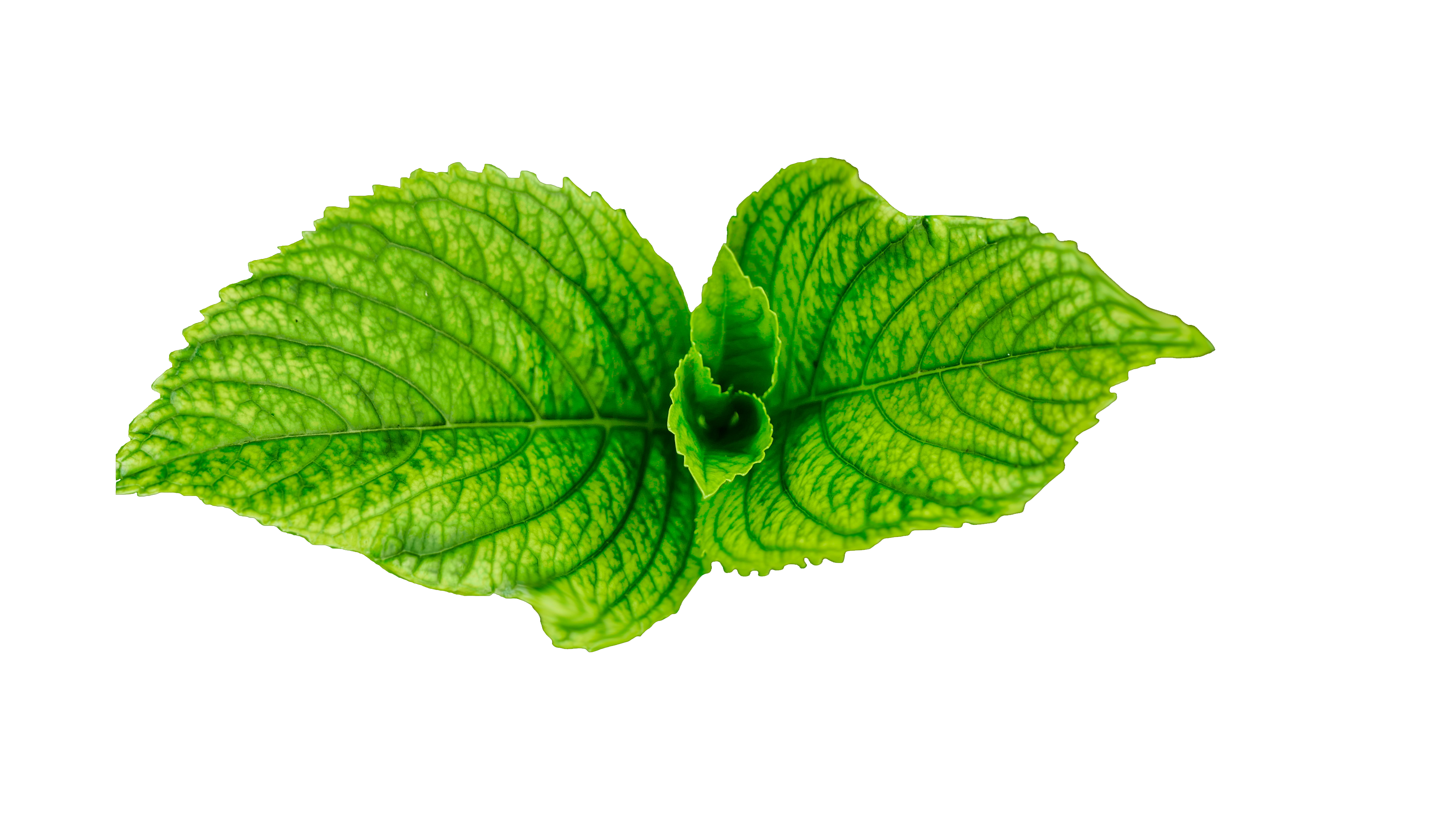 Fresh Leaves Green Free HQ Image Transparent PNG Image