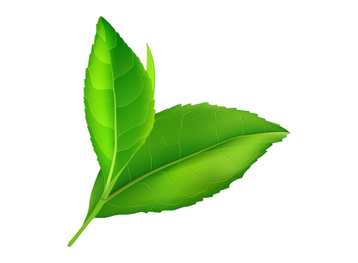 Fresh Leaves Green Free Transparent Image HQ Transparent PNG Image