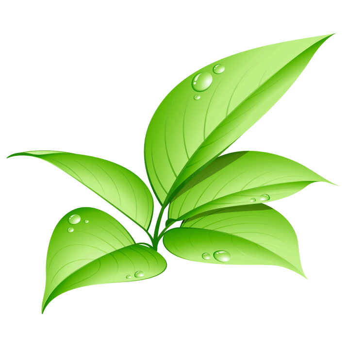 Leaves Green Free Clipart HD Transparent PNG Image