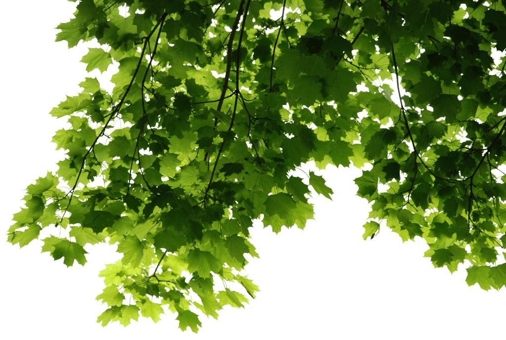 Leaves Green Free Transparent Image HD Transparent PNG Image