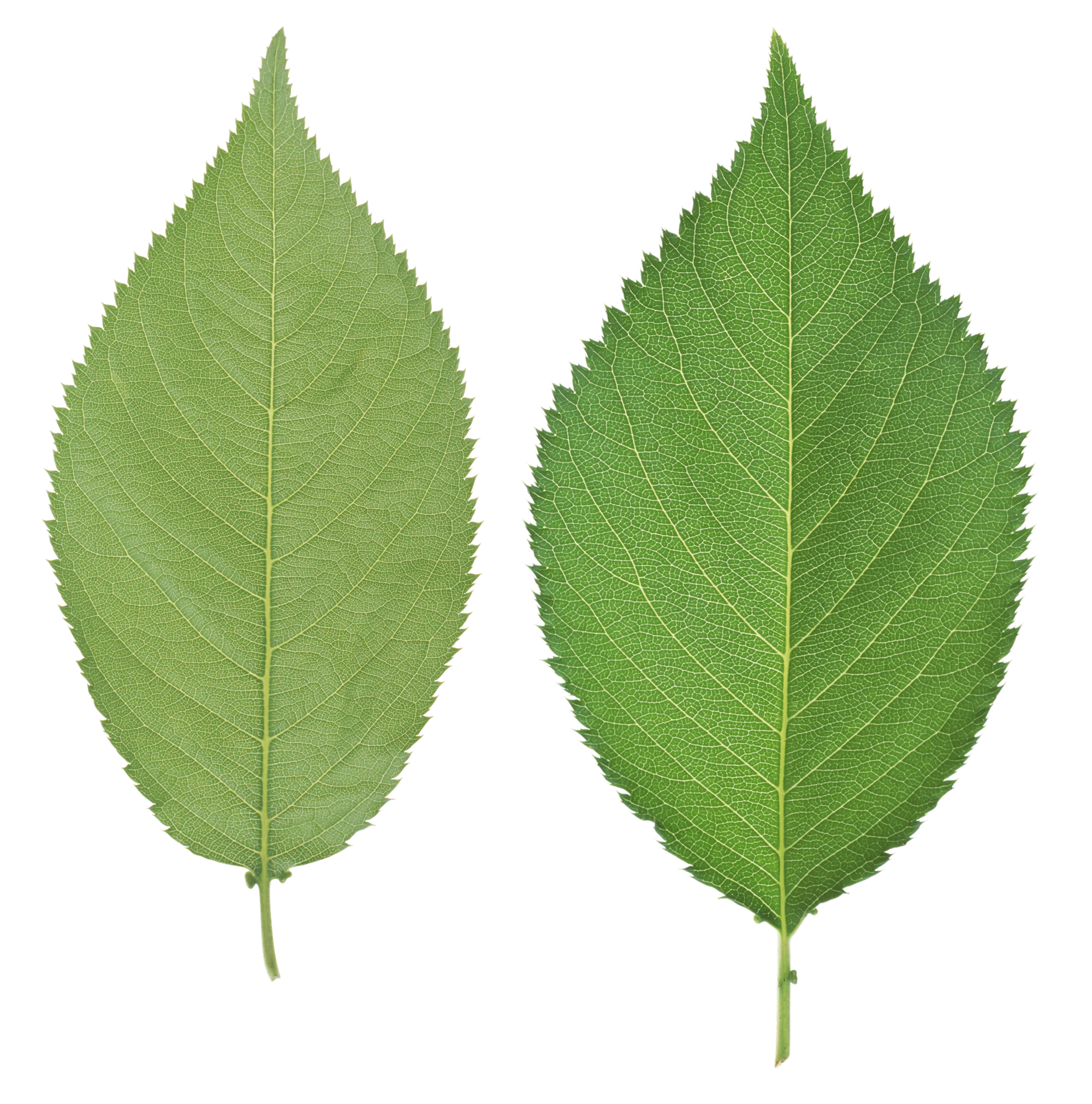 Leaves Green Free HD Image Transparent PNG Image