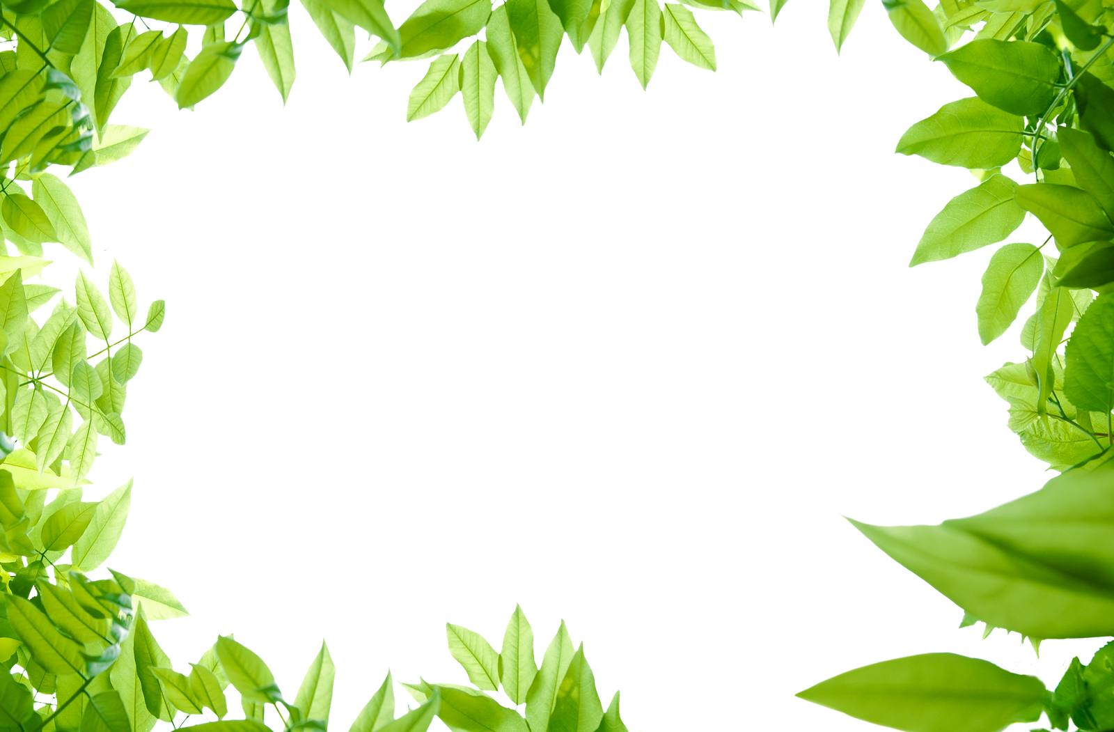 Green Leaves Organic Free Download PNG HD Transparent PNG Image