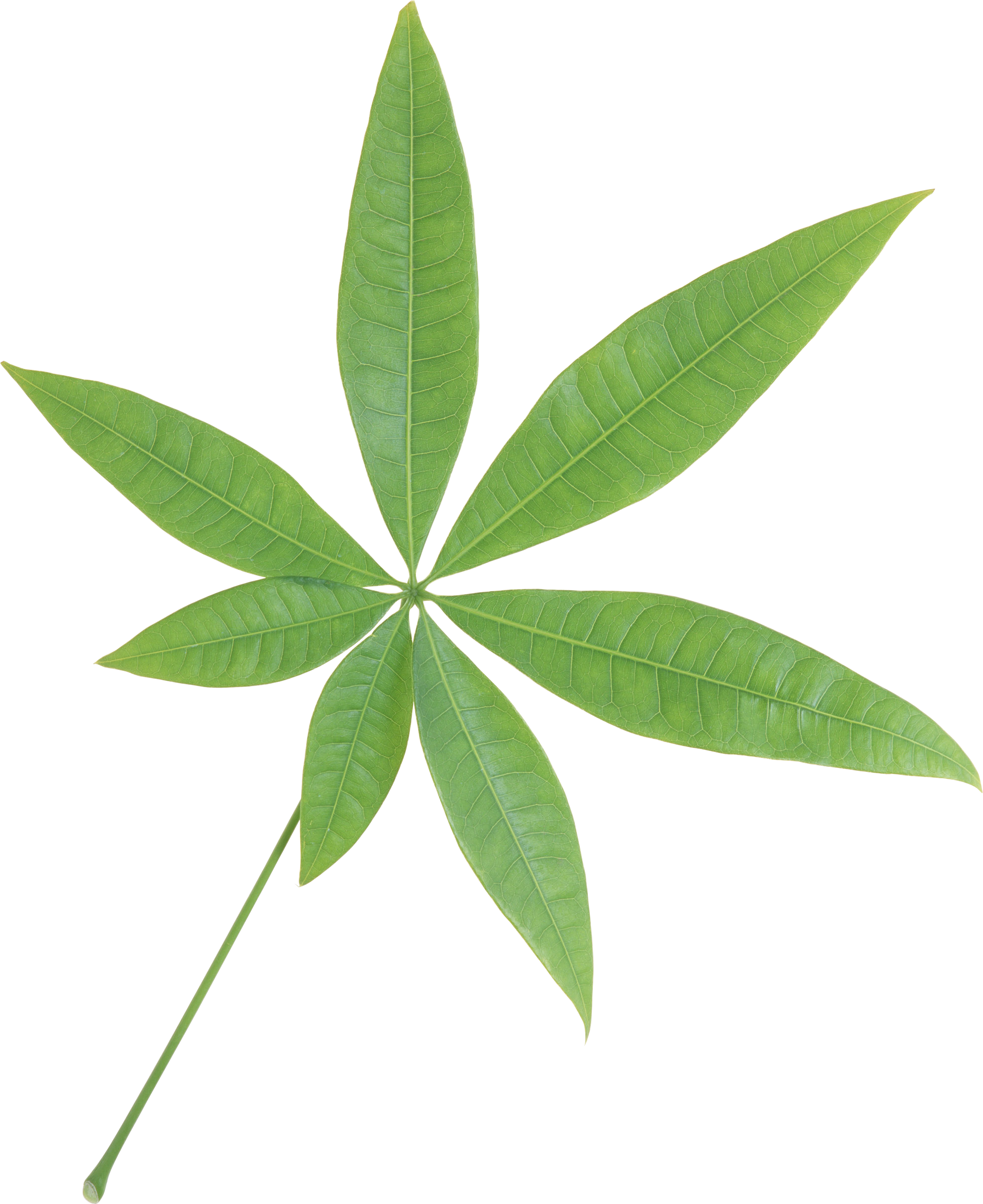 Single Green Leaves Free Transparent Image HD Transparent PNG Image