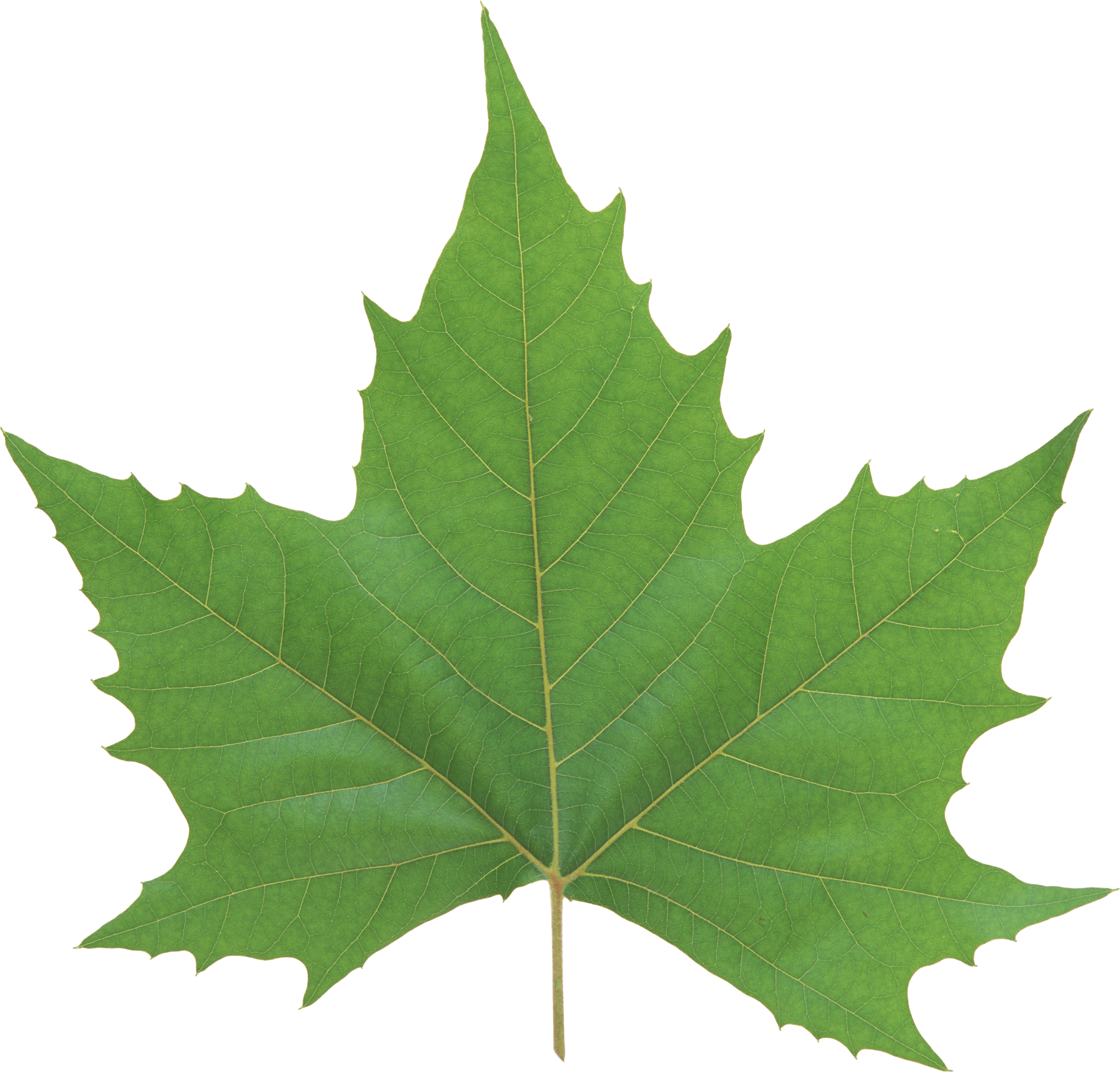 Single Green Leaves PNG Free Photo Transparent PNG Image