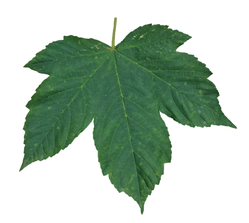 Single Green Leaves Download HQ Transparent PNG Image