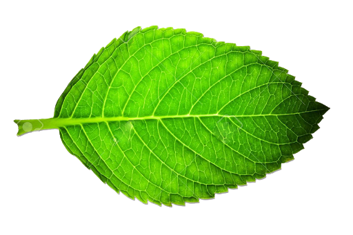 Single Green Leaves Download Free Image Transparent PNG Image