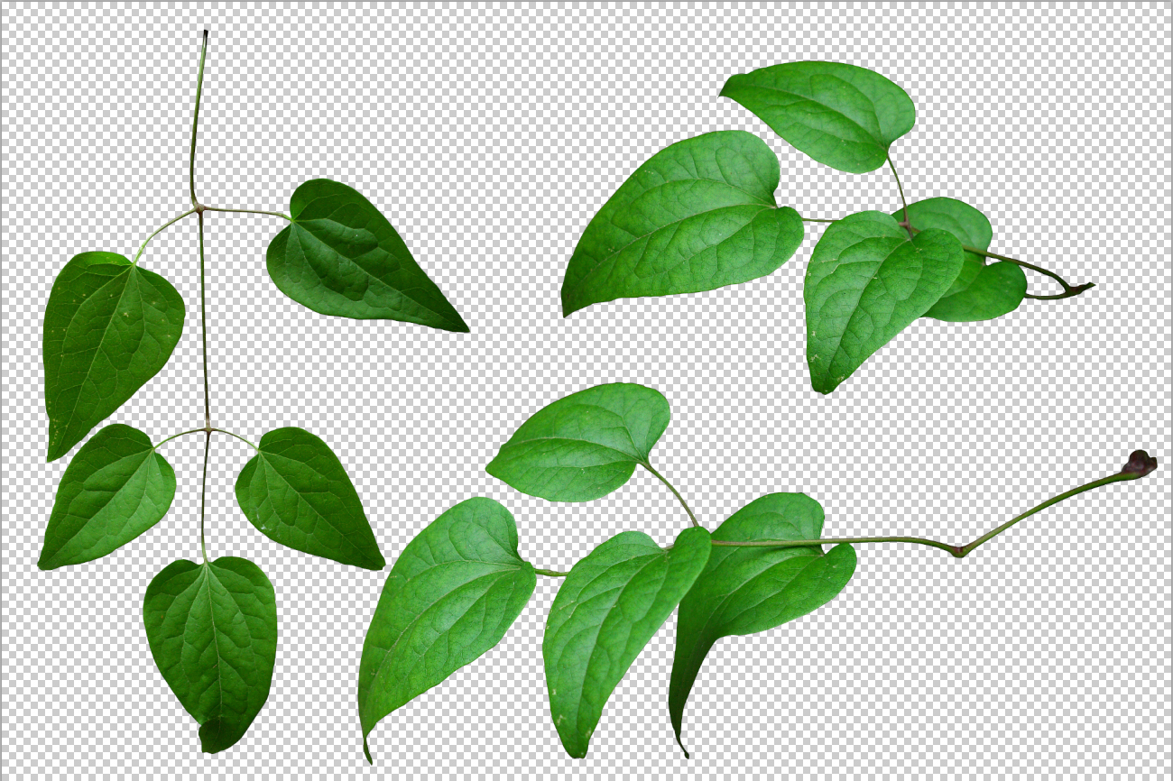 Leaves Png Pic Transparent PNG Image