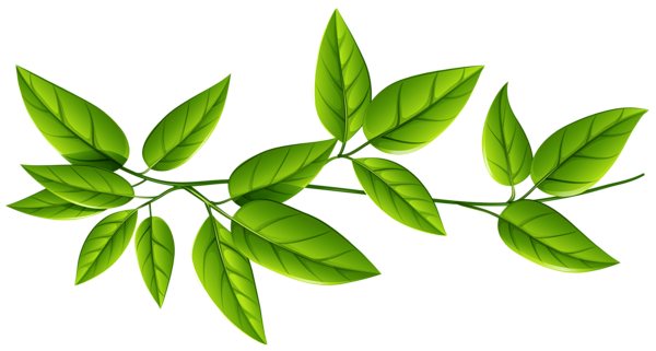 Leaves Free Download Png Transparent PNG Image