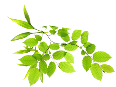 Real Leaves Image Transparent PNG Image