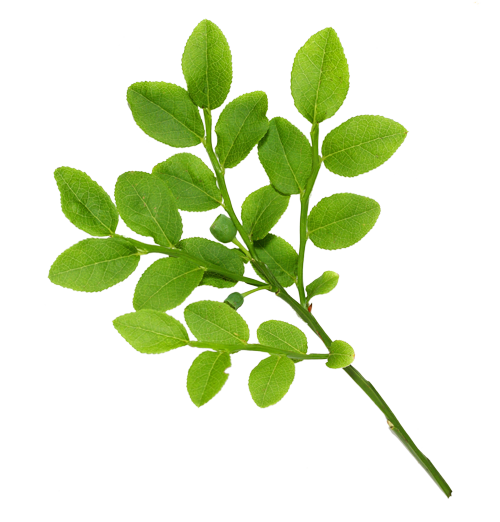 Real Leaves Transparent PNG Image