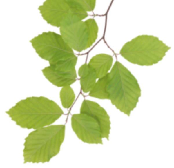 Real Leaves Clipart Transparent PNG Image