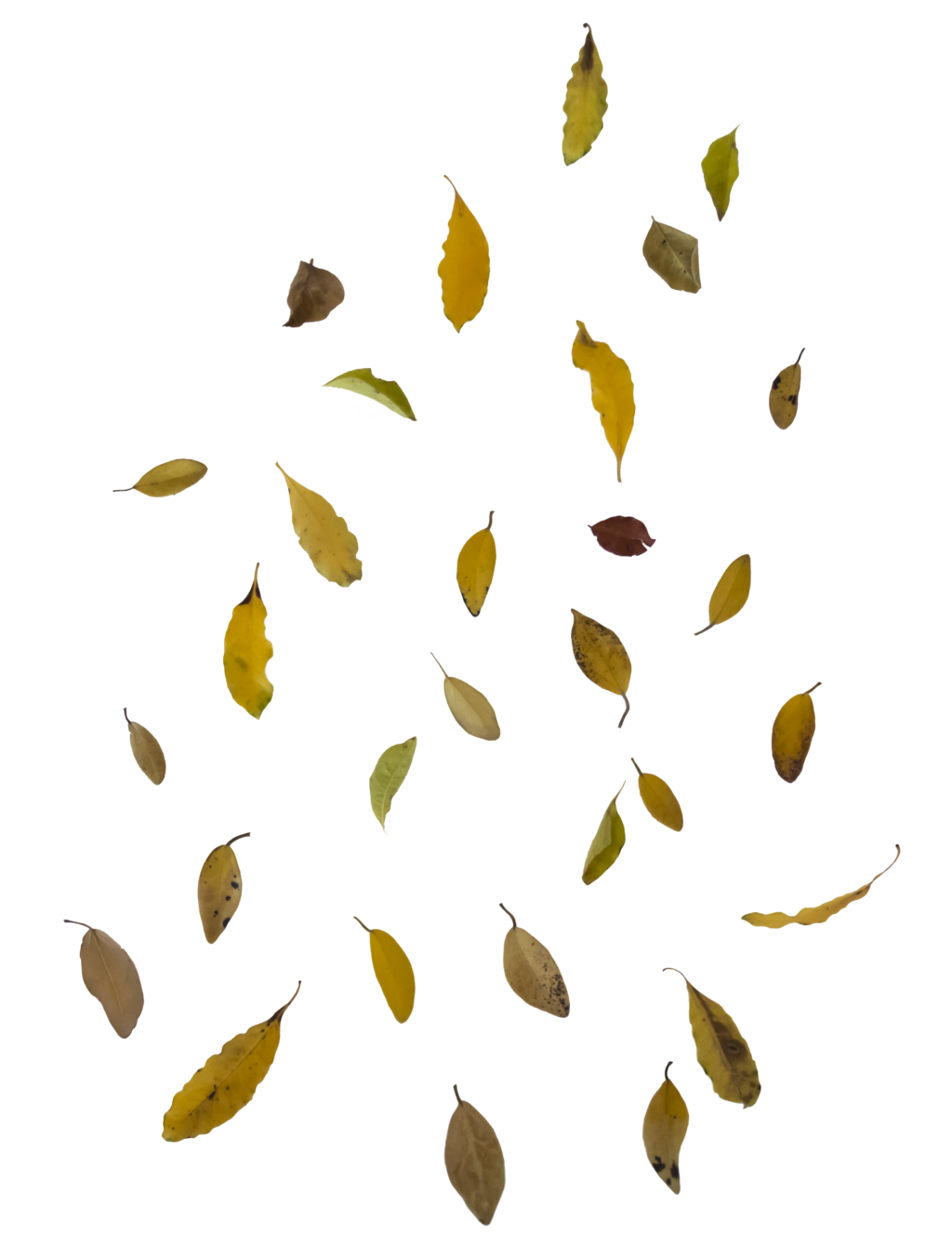 Falling Leaves Image Transparent PNG Image