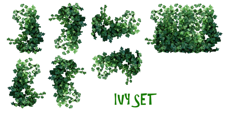 Real Leaves Transparent PNG Image