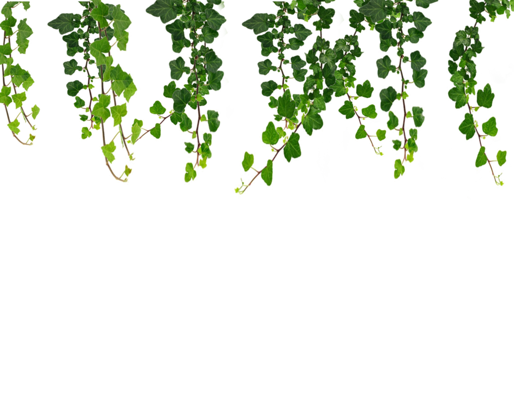 Real Leaves File Transparent PNG Image