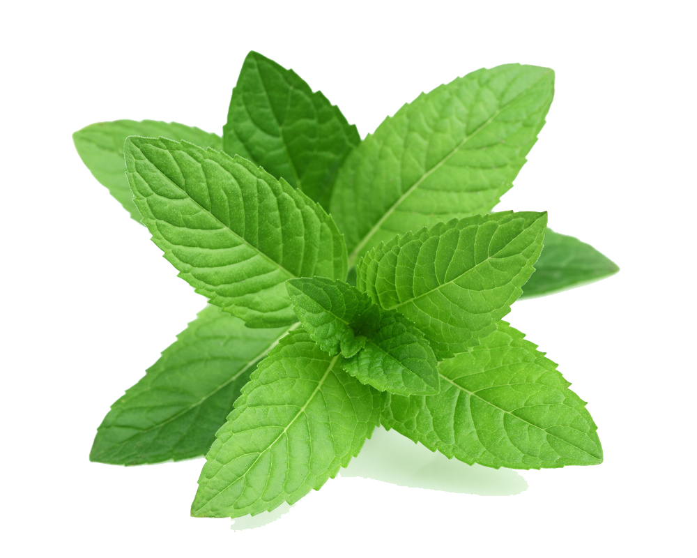 Real Leaves Transparent Transparent PNG Image