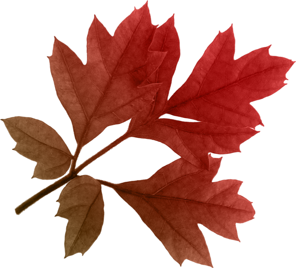 Autumn Leaves Clipart Transparent PNG Image