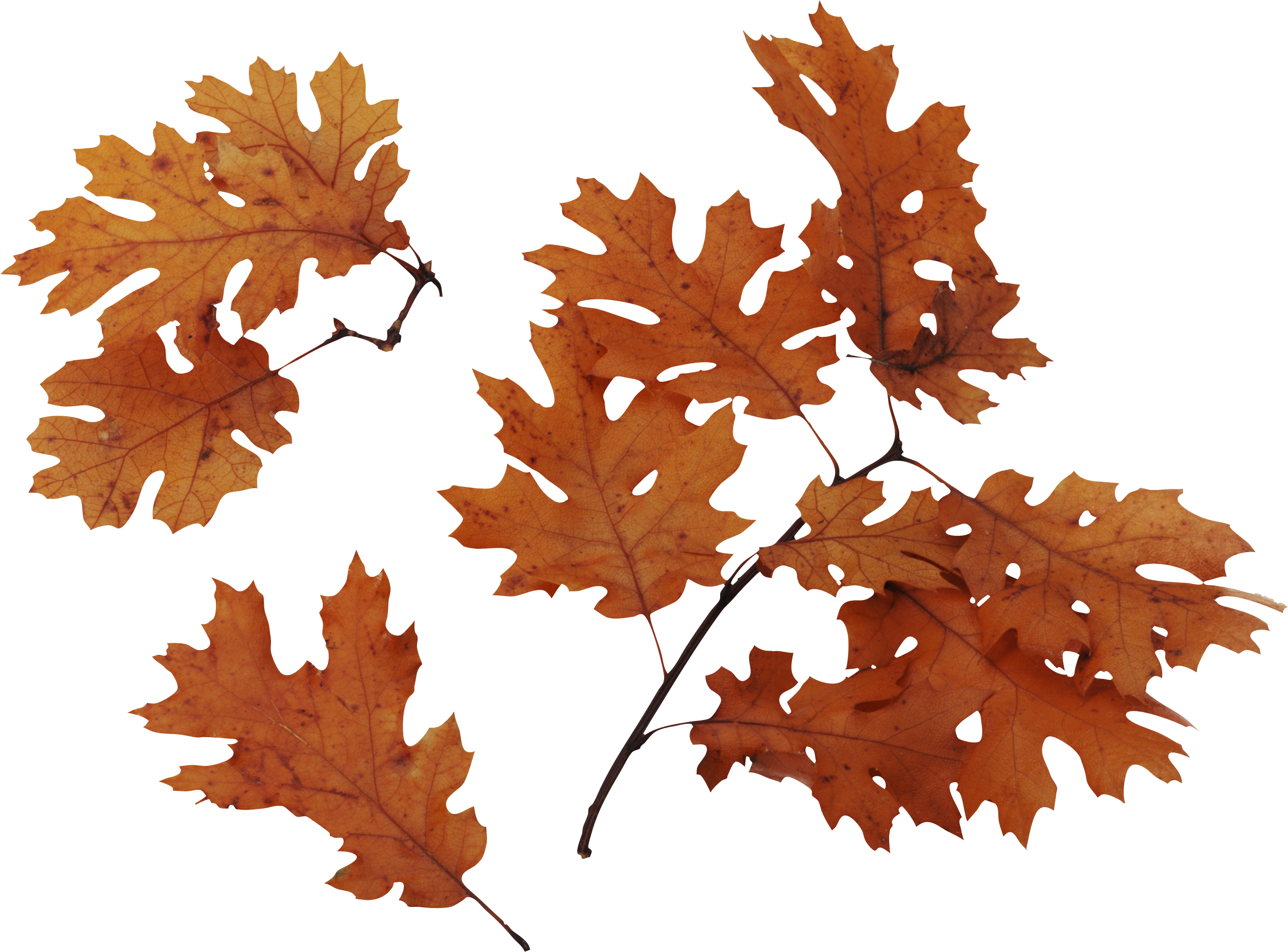 Autumn Leaves Image Transparent PNG Image