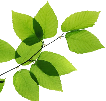 Green Leaves Transparent Image Transparent PNG Image