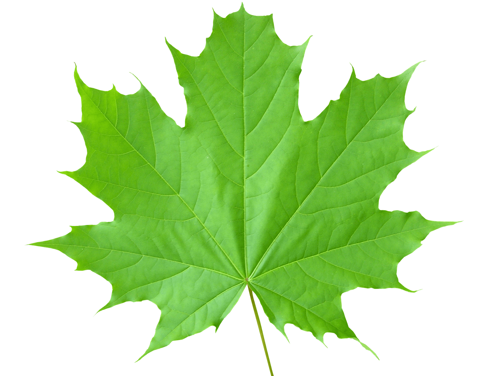 Green Leaves File Transparent PNG Image