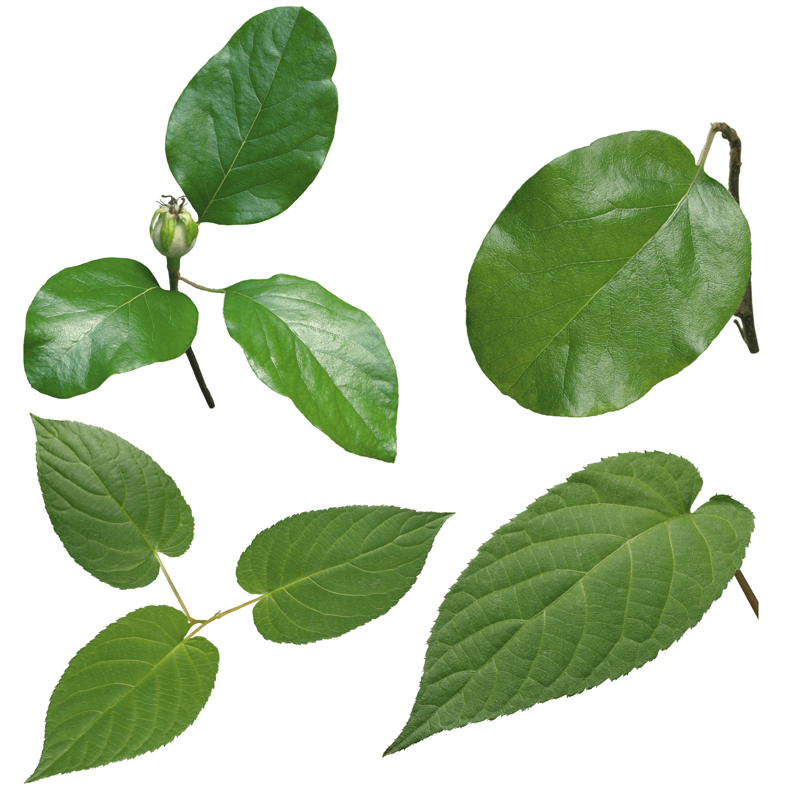 Green Leaves Image Transparent PNG Image