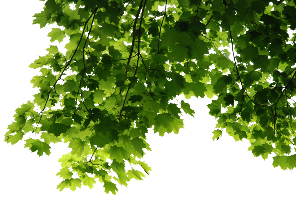 Leaves Png File Transparent PNG Image