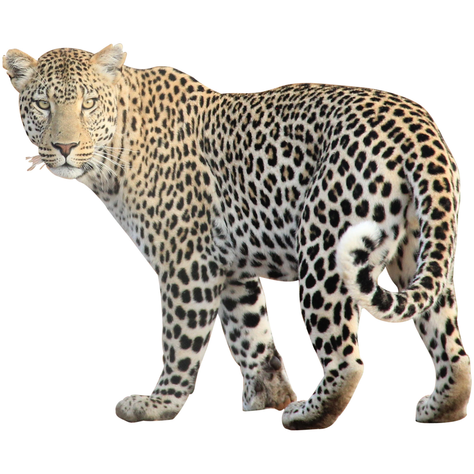 Leopard Free Png Image Transparent PNG Image