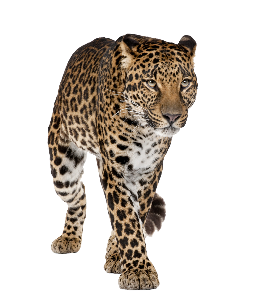 Leopard High-Quality Png Transparent PNG Image