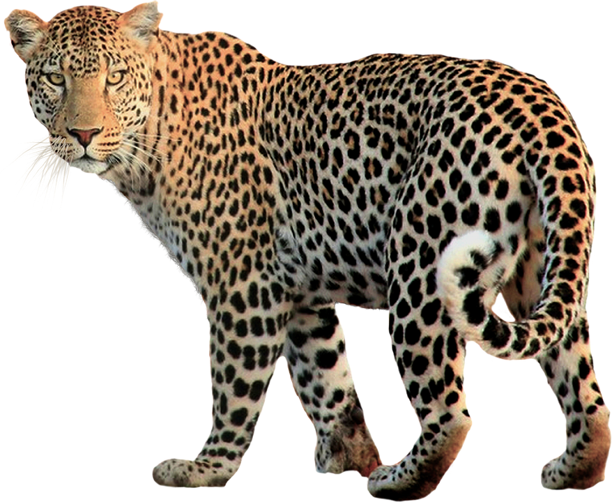 Leopard Transparent Transparent PNG Image