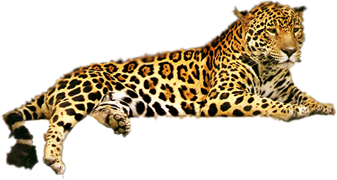 Leopard Free Download Png Transparent PNG Image