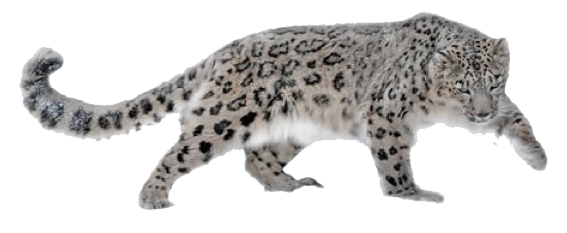 Leopard Hd Transparent PNG Image